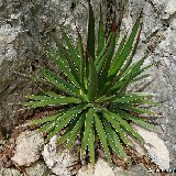 Agave ocahui v. longifolia (Mexico) MCA